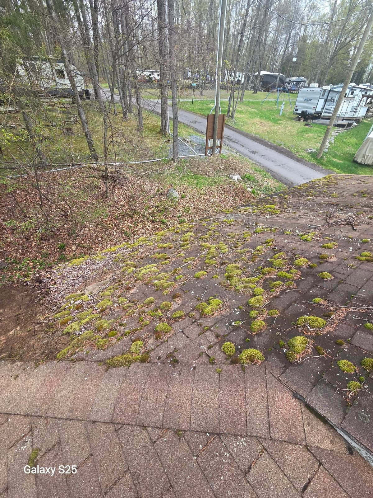 Roof shingles covered in thick green moss before cleaning